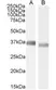 Anti Human GAPDH (C-Terminal) Antibody thumbnail image 4