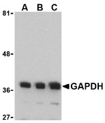 Anti GAPDH (N-Terminal) Antibody gallery image 1