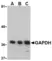 Anti GAPDH (N-Terminal) Antibody thumbnail image 1