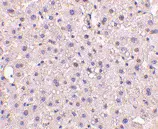 Anti GAPDH (N-Terminal) Antibody gallery image 2