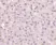 Anti GAPDH (N-Terminal) Antibody thumbnail image 2