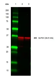 Anti GAPDH (N-Terminal) Antibody gallery image 3