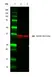 Anti GAPDH (N-Terminal) Antibody thumbnail image 3