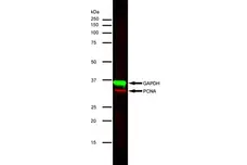 Anti GAPDH (N-Terminal) Antibody gallery image 4