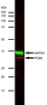 Anti GAPDH (N-Terminal) Antibody thumbnail image 4