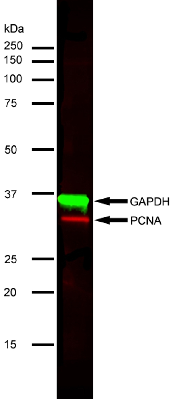 Anti GAPDH (N-Terminal) Antibody gallery image 4