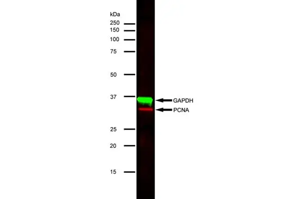 Anti GAPDH (N-Terminal) Antibody gallery image 4