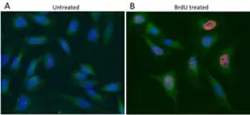 Anti GAPDH (N-Terminal) Antibody gallery image 5