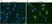 Anti GAPDH (N-Terminal) Antibody thumbnail image 5