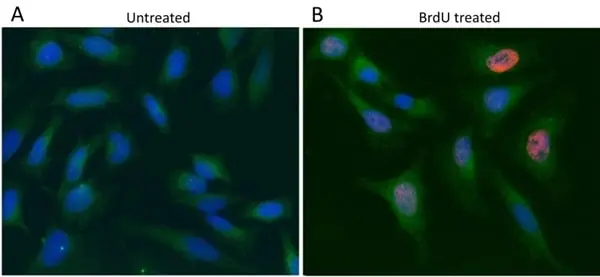 Anti GAPDH (N-Terminal) Antibody gallery image 5