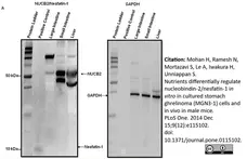 Anti GAPDH (N-Terminal) Antibody gallery image 6
