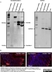 Anti GAPDH (N-Terminal) Antibody thumbnail image 6