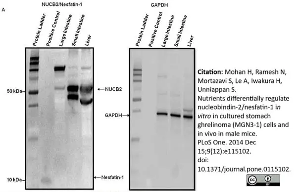 Anti GAPDH (N-Terminal) Antibody gallery image 6