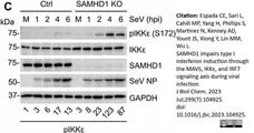 Anti GAPDH (N-Terminal) Antibody gallery image 7