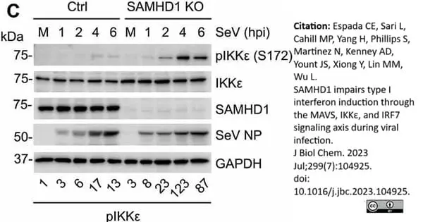 Anti GAPDH (N-Terminal) Antibody gallery image 7