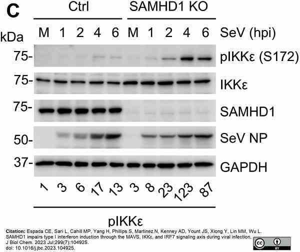 Anti GAPDH (N-Terminal) Antibody gallery image 8