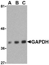 Anti GAPDH (C-Terminal) Antibody gallery image 1