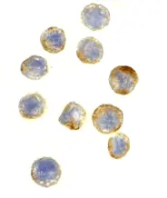 Anti GAPDH (C-Terminal) Antibody gallery image 2
