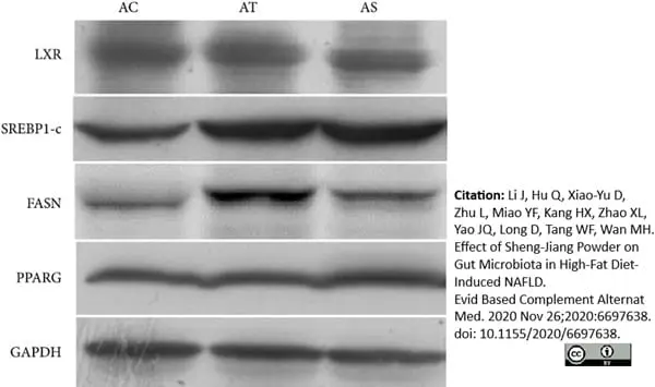Anti GAPDH (C-Terminal) Antibody gallery image 3