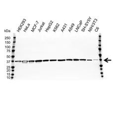 Anti GAPDH Antibody (PrecisionAb Polyclonal Antibody) gallery image 1
