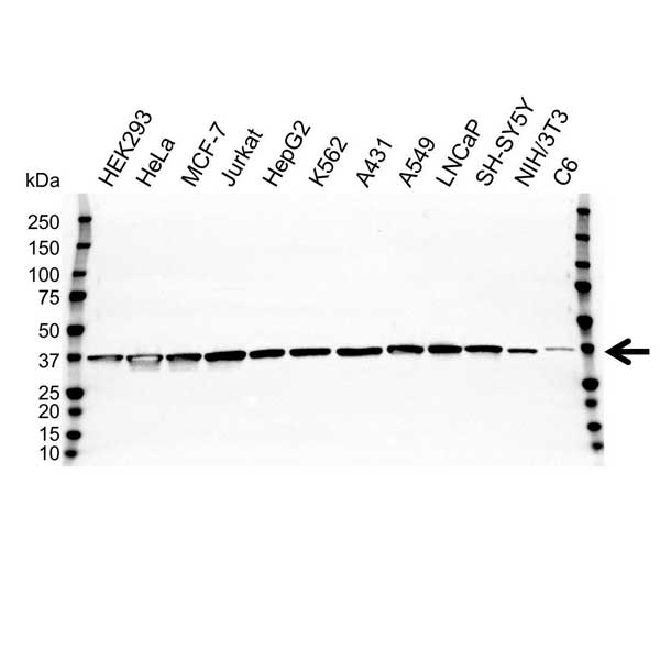 Anti GAPDH Antibody (PrecisionAb Polyclonal Antibody) gallery image 1