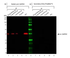Anti GAPDH Antibody (PrecisionAb Polyclonal Antibody) gallery image 2