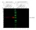 Anti GAPDH Antibody (PrecisionAb Polyclonal Antibody) thumbnail image 2