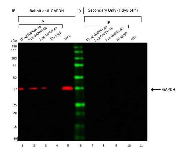 Anti GAPDH Antibody (PrecisionAb Polyclonal Antibody) gallery image 2
