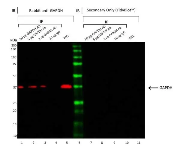 Anti GAPDH Antibody (PrecisionAb Polyclonal Antibody) gallery image 2