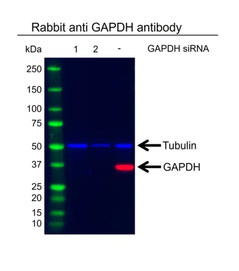 Anti GAPDH Antibody (PrecisionAb Polyclonal Antibody) gallery image 3