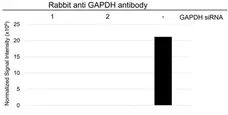 Anti GAPDH Antibody (PrecisionAb Polyclonal Antibody) gallery image 4