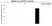 Anti GAPDH Antibody (PrecisionAb Polyclonal Antibody) thumbnail image 4
