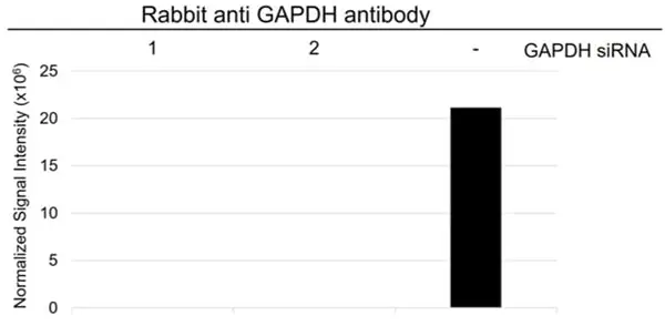Anti GAPDH Antibody (PrecisionAb Polyclonal Antibody) gallery image 4