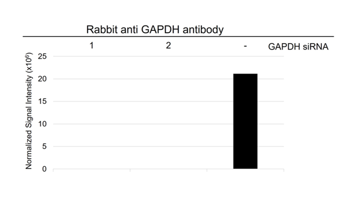 Anti GAPDH Antibody (PrecisionAb Polyclonal Antibody) gallery image 4