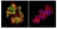 Anti GATA1 Antibody thumbnail image 1