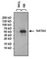 Anti GATA3 Antibody thumbnail image 1