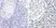 Anti GATA3 Antibody thumbnail image 2