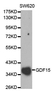 Anti GDF15 Antibody thumbnail image 1
