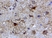 Anti Human GFAP (C-Terminal) Antibody thumbnail image 3