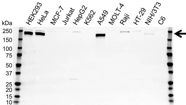 Anti GLI2 Antibody (PrecisionAb Polyclonal Antibody) gallery image 1