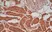 Anti Human Glucose Transporter 5 Antibody thumbnail image 3