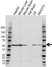 Anti Glutamate Dehydrogenase 1 Antibody (PrecisionAb Polyclonal Antibody) thumbnail image 1
