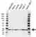 Anti Glutathione Peroxidase 1 Antibody (PrecisionAb Polyclonal Antibody) thumbnail image 1