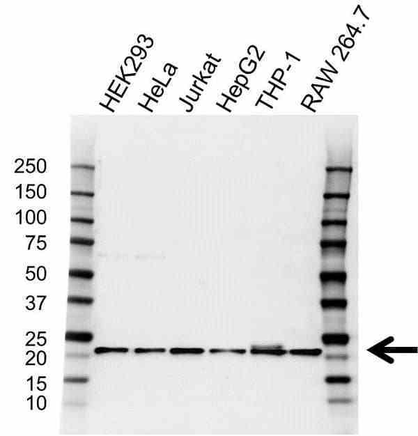 Anti Glutathione Peroxidase 1 Antibody (PrecisionAb Polyclonal Antibody) gallery image 1