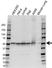 Anti Glutathione Reductase Antibody (PrecisionAb Polyclonal Antibody) thumbnail image 1