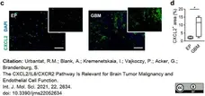 Anti Human GRO Beta Antibody gallery image 1
