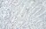 Anti Human GRO Beta Antibody thumbnail image 2