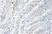 Anti Human GRO Beta Antibody thumbnail image 3