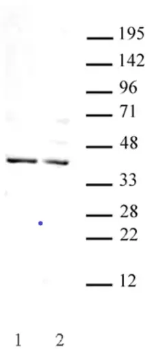 Anti Human GSC Antibody gallery image 1