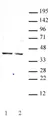 Anti Human GSC Antibody thumbnail image 1